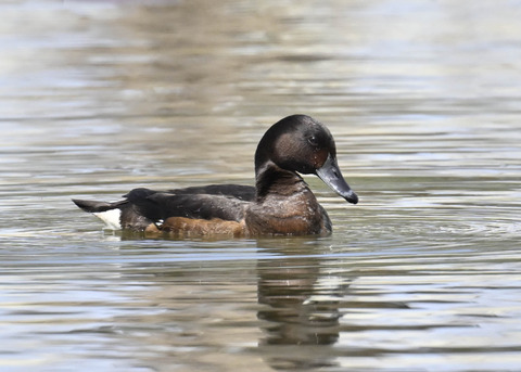 アカハジロ♀3512