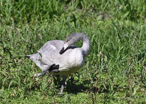 オオハクチョウ幼鳥3000