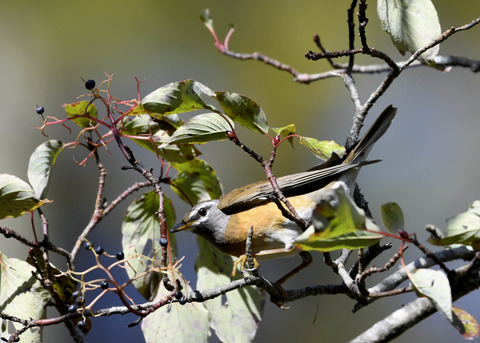 マミチャジナイ2925