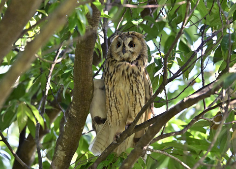 トラフズク♂3229