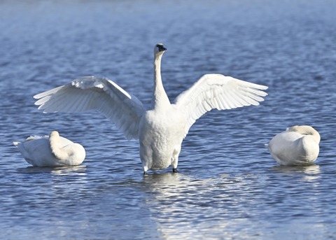 アメリカコハクチョウ8761