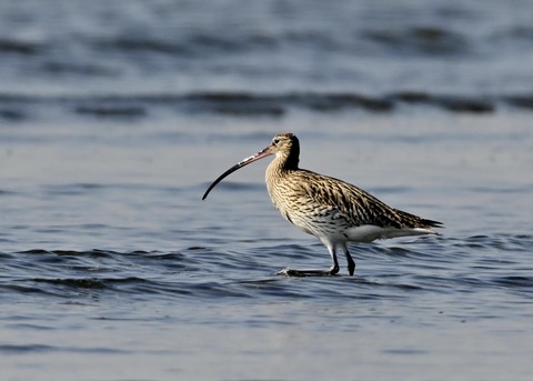 ダイシャクシギ0269