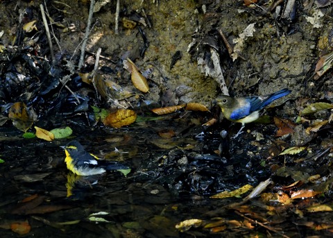 オオルリ♂若鳥1129