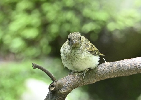 キビタキ幼鳥3471