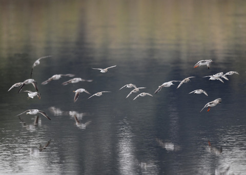 アオアシシギ5724