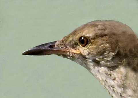 オオヨシキリ1000