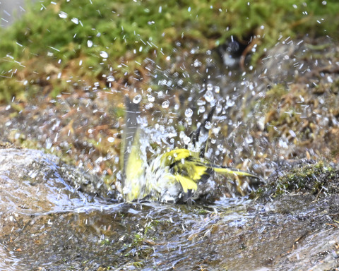 マヒワの水浴び9912