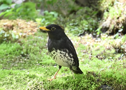 クロツグミ♂5632