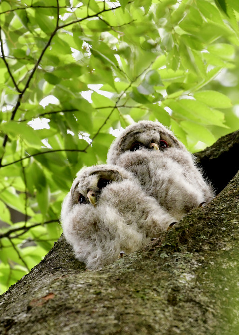 フクロウのヒナ①②4311