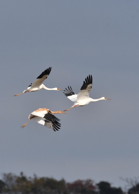 飛ぶ・ソデグロヅル8243
