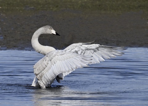 オオハクチョウ幼鳥3790