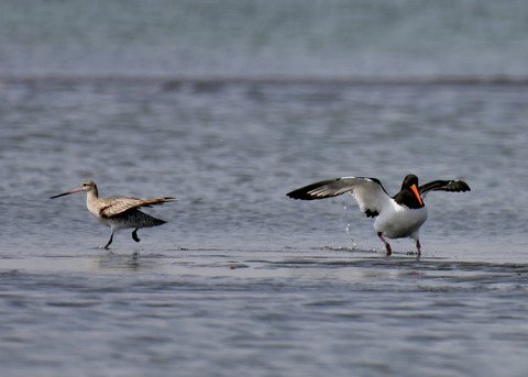飛ぶ・ミヤコドリ9125