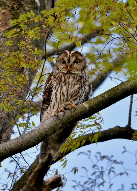 フクロウ♀2503