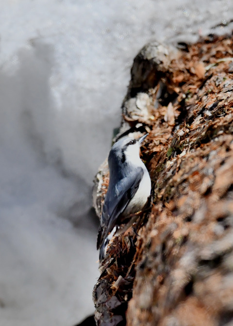 ゴ゛ュウカラ4039