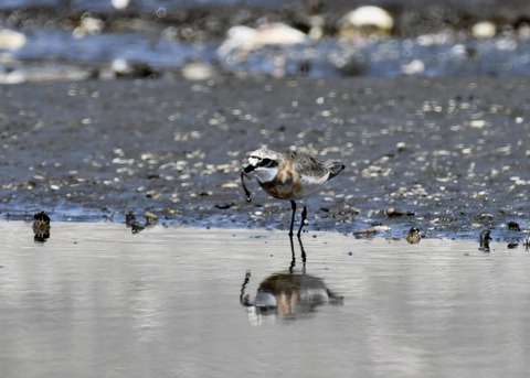 メダイチドリ1737