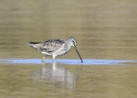 オオハシシギ6107