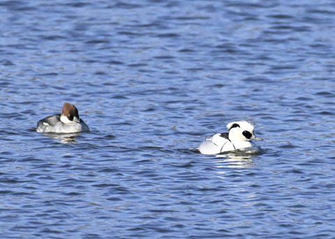 ミコアイサ♂♀4489
