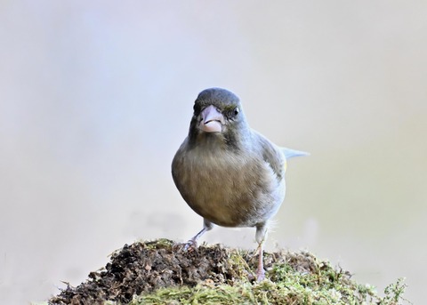 オオカワラヒワ7701