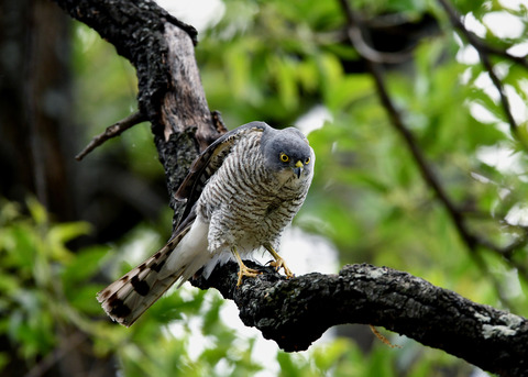 ツミ♀8290