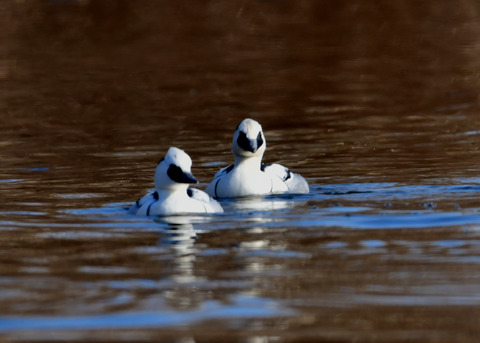 ミコアイサ♂8788