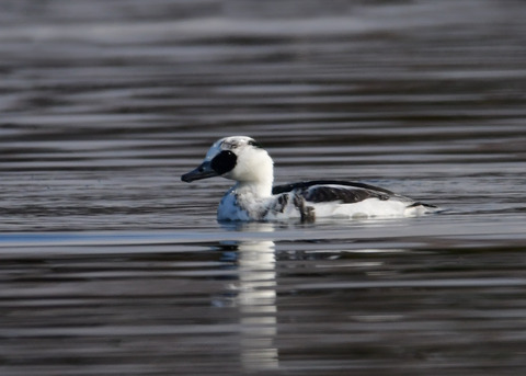 ミコアイサ♂8753