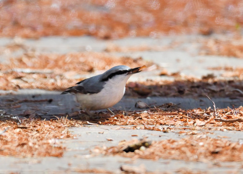 ゴ゛ュウカラ4046