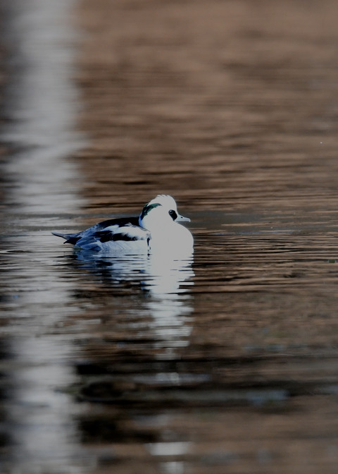 ミコアイサ♂8294