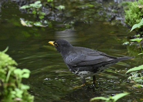 クロツグミ♂3385