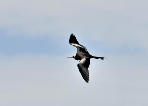 オオグンカンドリ2465