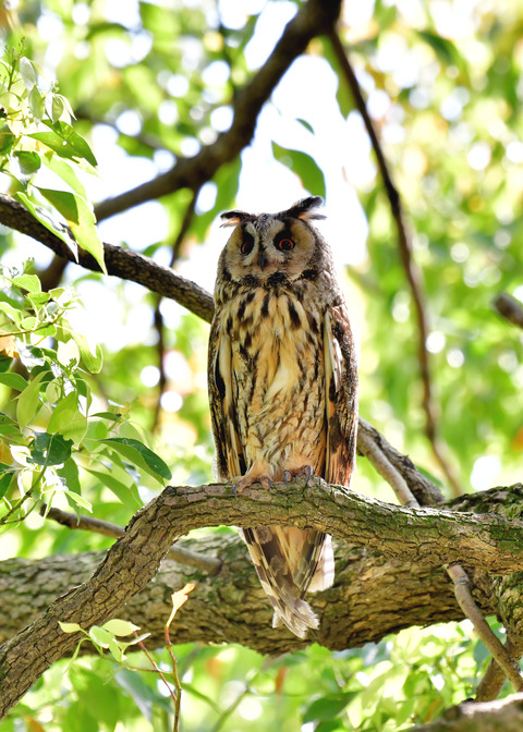 トラフズク♀6251