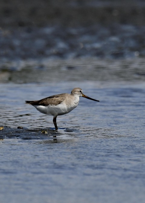 ソリハシシギ2471