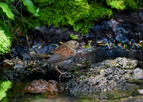 カヤクグリ0779