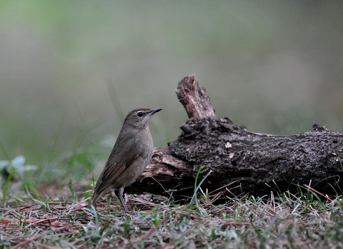 ノゴマ♀3486
