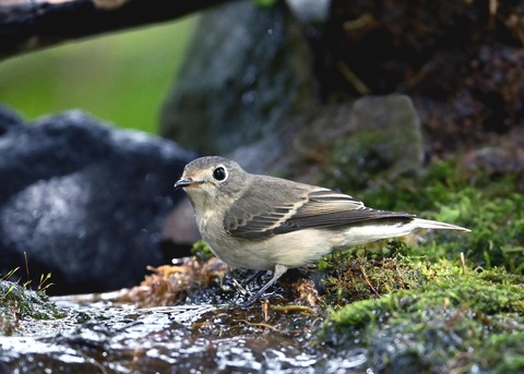 コサメビタキ1679