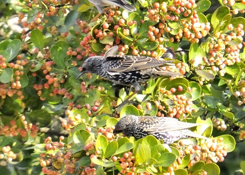 ホシムクドリ7090○