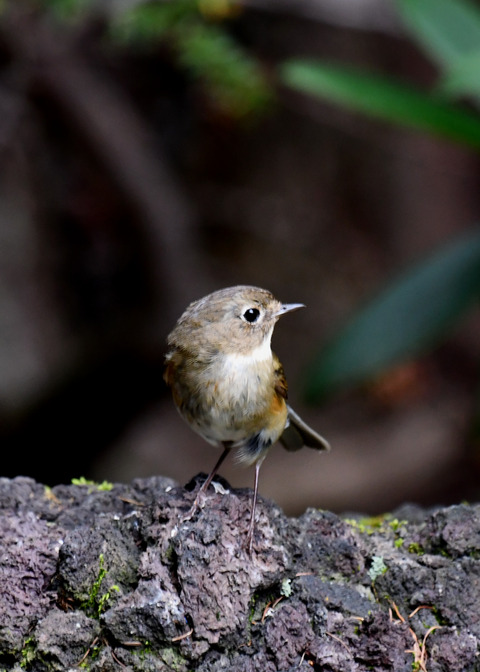 ルリビタキ♀4157