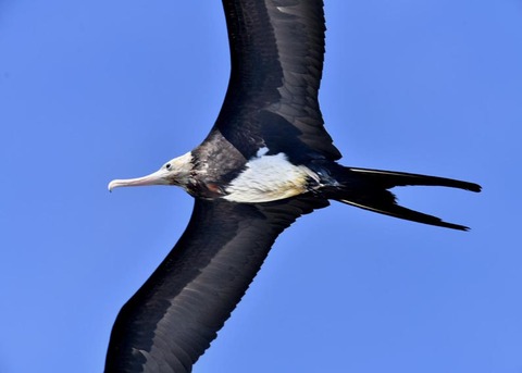 オオグンカンドリ2444