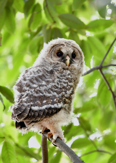 フクロウのヒナ③3392