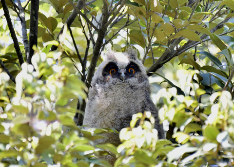 トラフズクのヒナ0018