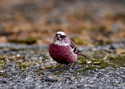 オオマシコ♂3228