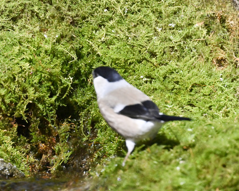ウソ♀3363
