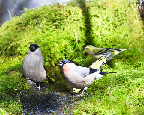 アカウソ♂・♀2617