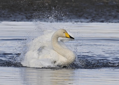 オオハクチョウ4063