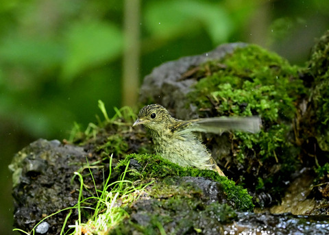 キビタキ幼鳥0904