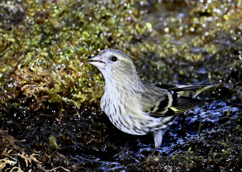 マヒワ♀7902