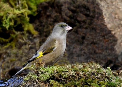 オオカワラヒワ7130