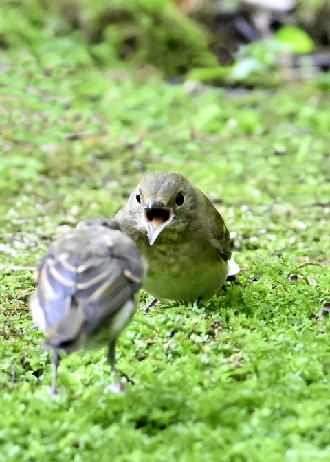 キビタキ幼鳥4158