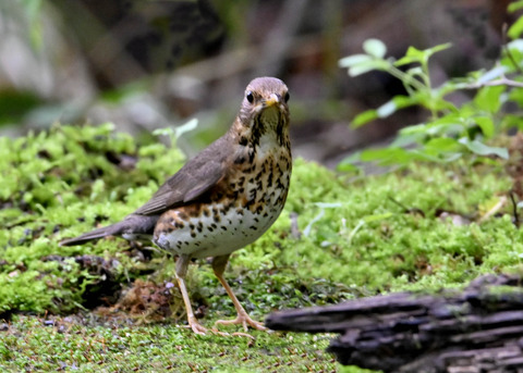 クロツグミ♀4417