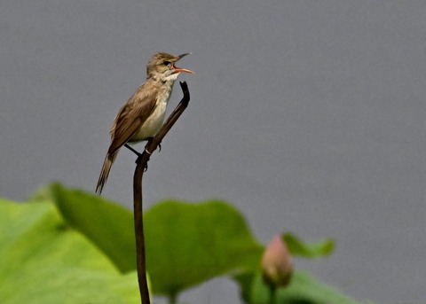 オオヨシキリ1989