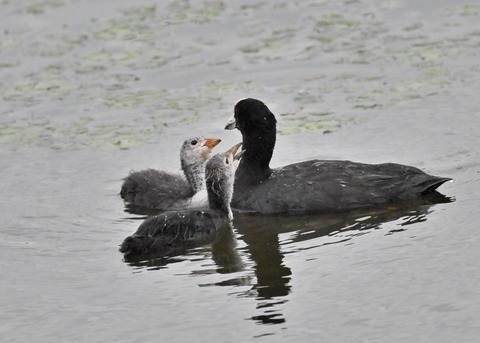 オオバン親子7094